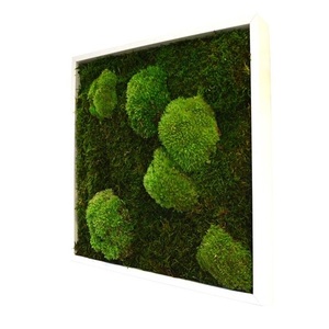 Tableau végétal mousse stabilisé BASIC - Carré 35x35 - NATURALYS Attention , verifier le produit à la livraison